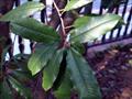 Chinese photinia